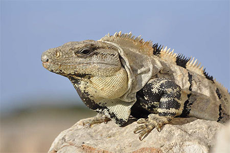 Iguane Iguane