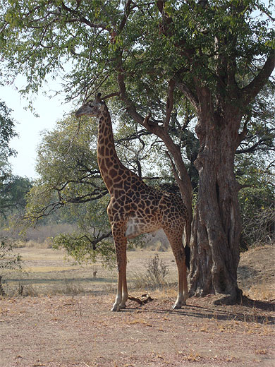 La girafe La girafe