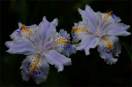 Orchidées sauvages Orchidées sauvages