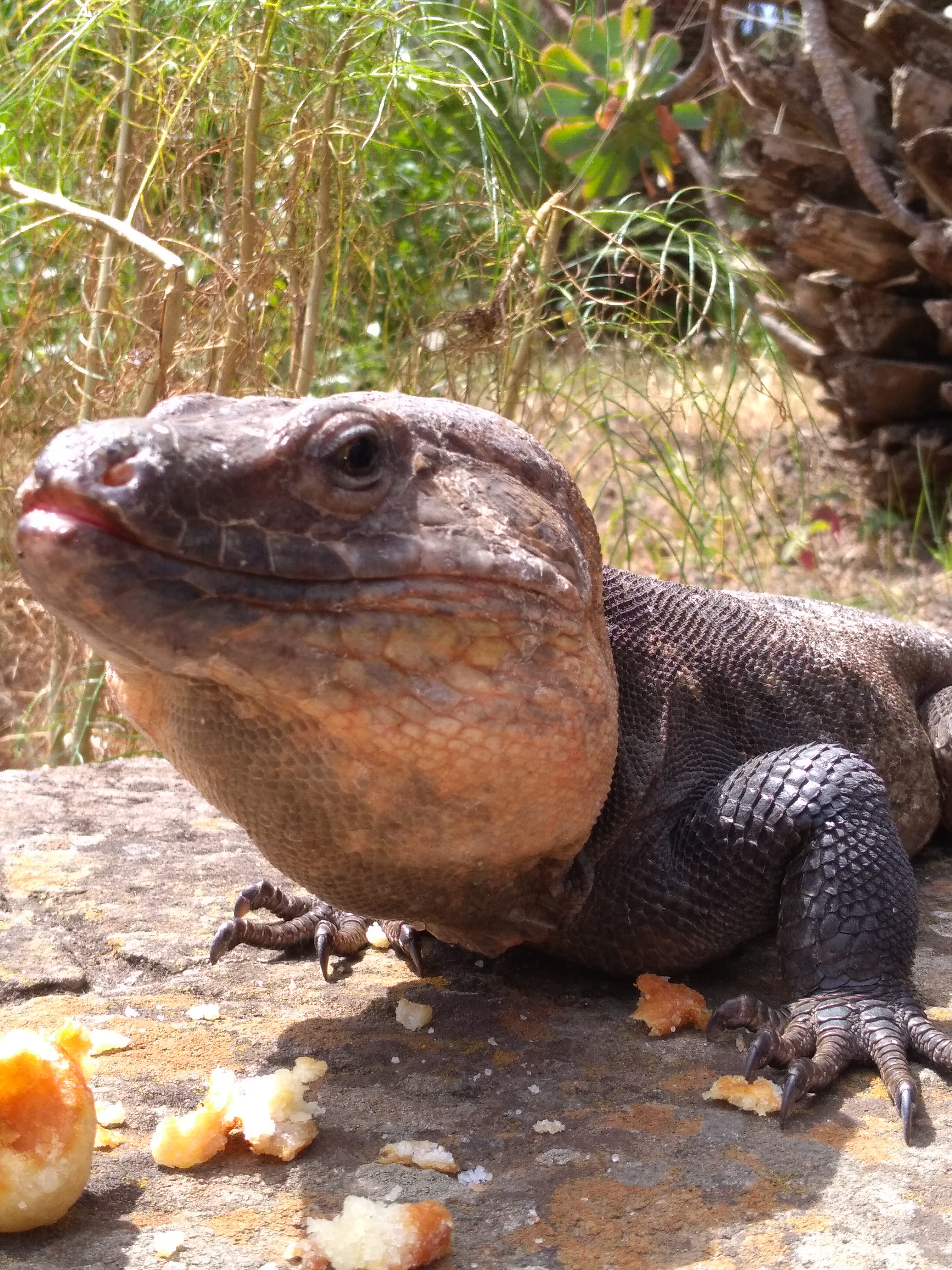 Lézard au jardin botanique des Canaries Lézard au jardin botanique des Canaries