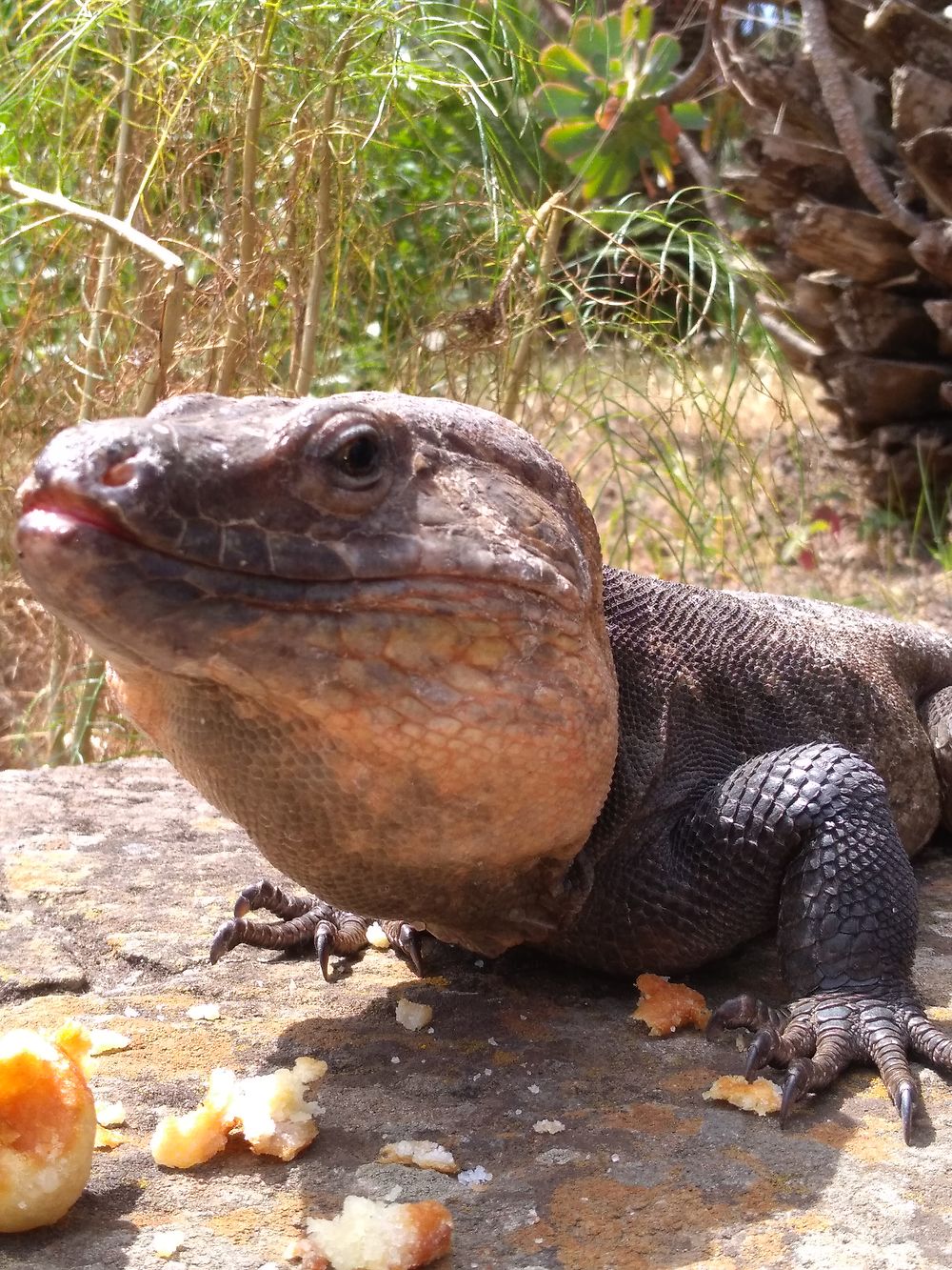 Lézard au jardin botanique des Canaries 