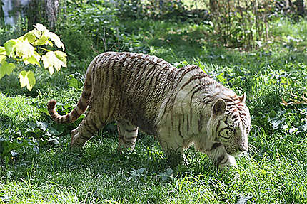 Tigre Blanc