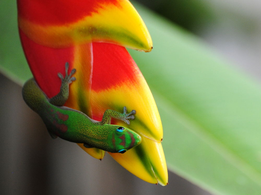 Bataille de couleurs, animal versus végétal