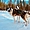 Balade avec les chiens de traîneaux en Laponie