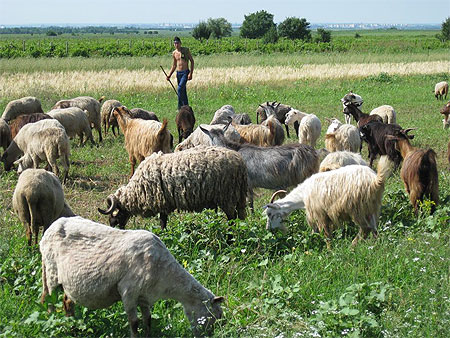 Soresti Blajani moutons Soresti Blajani moutons