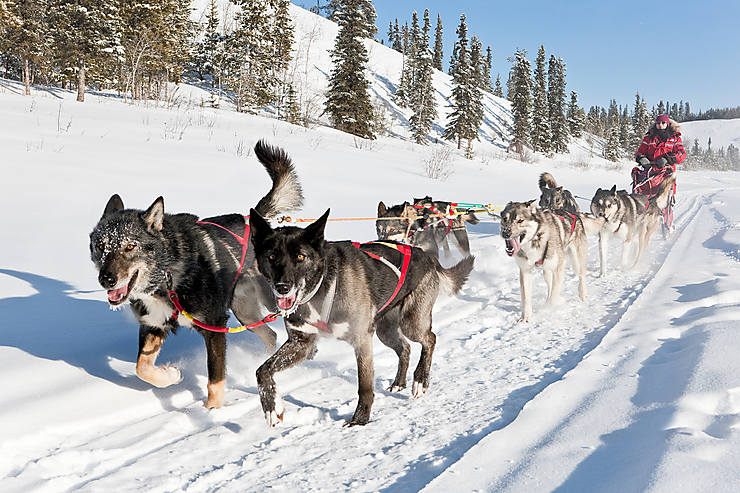 Traîneau à chiens à Whitehorse, Yukon