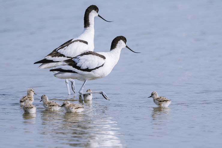 Oiseaux - Baie de Somme, France