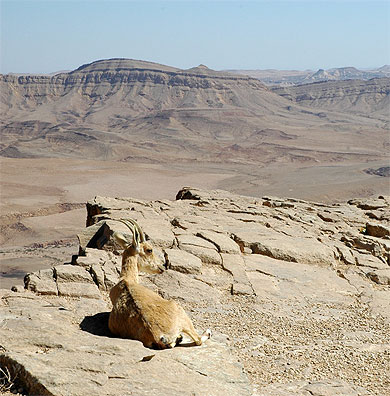 Mitzpe Mitzpe
