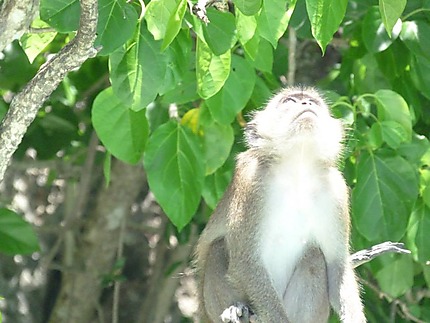 Ko Phi Phi (Monkey Beach)