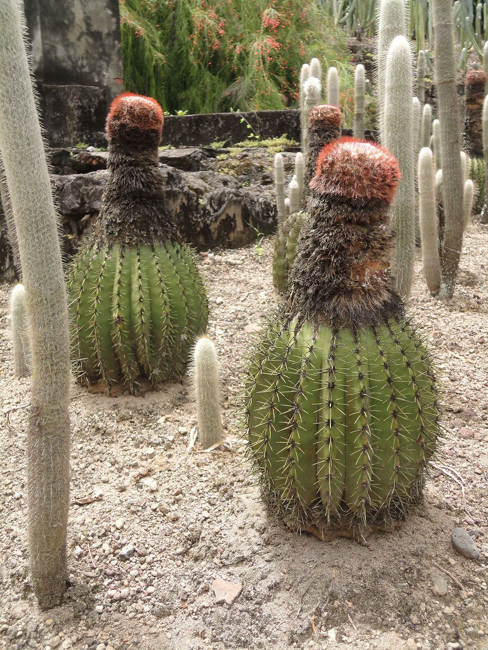 Jardin Capitaine Latouche