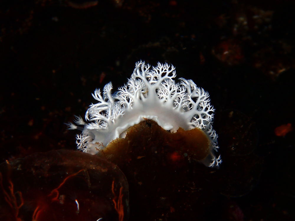 Dentelle sous-marine