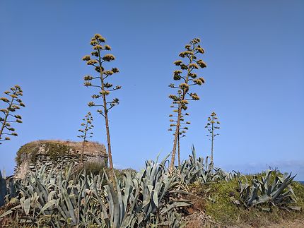 Grandes agaves