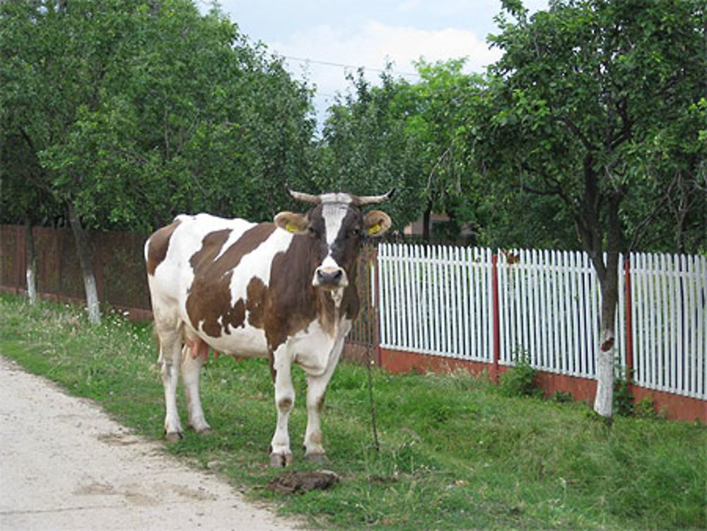 Soresti-Blajani village viticole