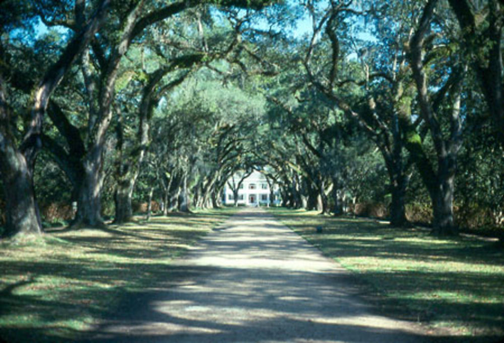 Rosedown plantation