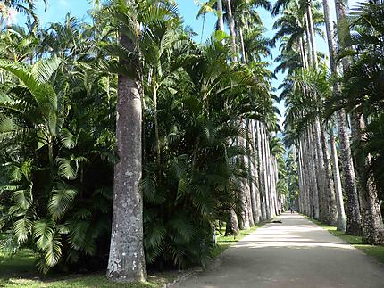 Allée de palmiers