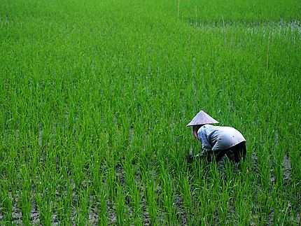 Les rizières de Tam Coc - Ninh Binh 