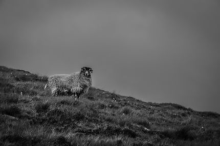 Mouton en Irlande