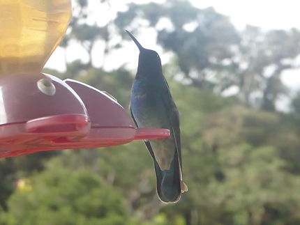Colibri au Costa Rica