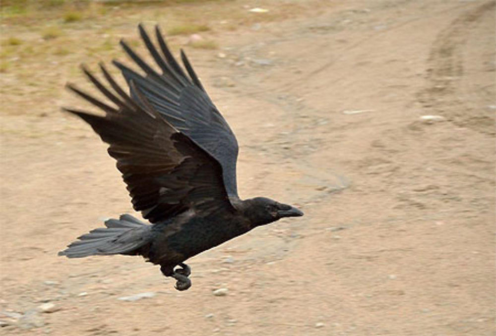 L'envol du corbeau