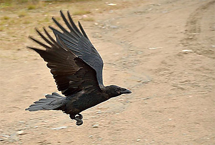 L'envol du corbeau