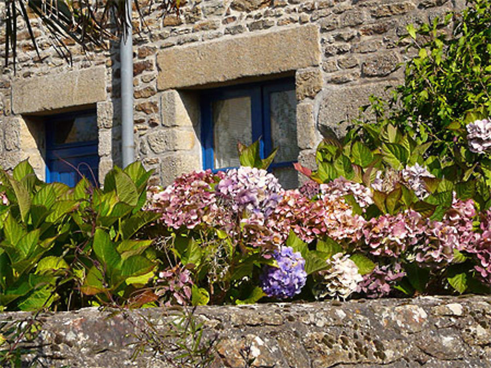 Hortensias et vieilles pierres