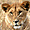 Lionne dans le Nord du Serengeti