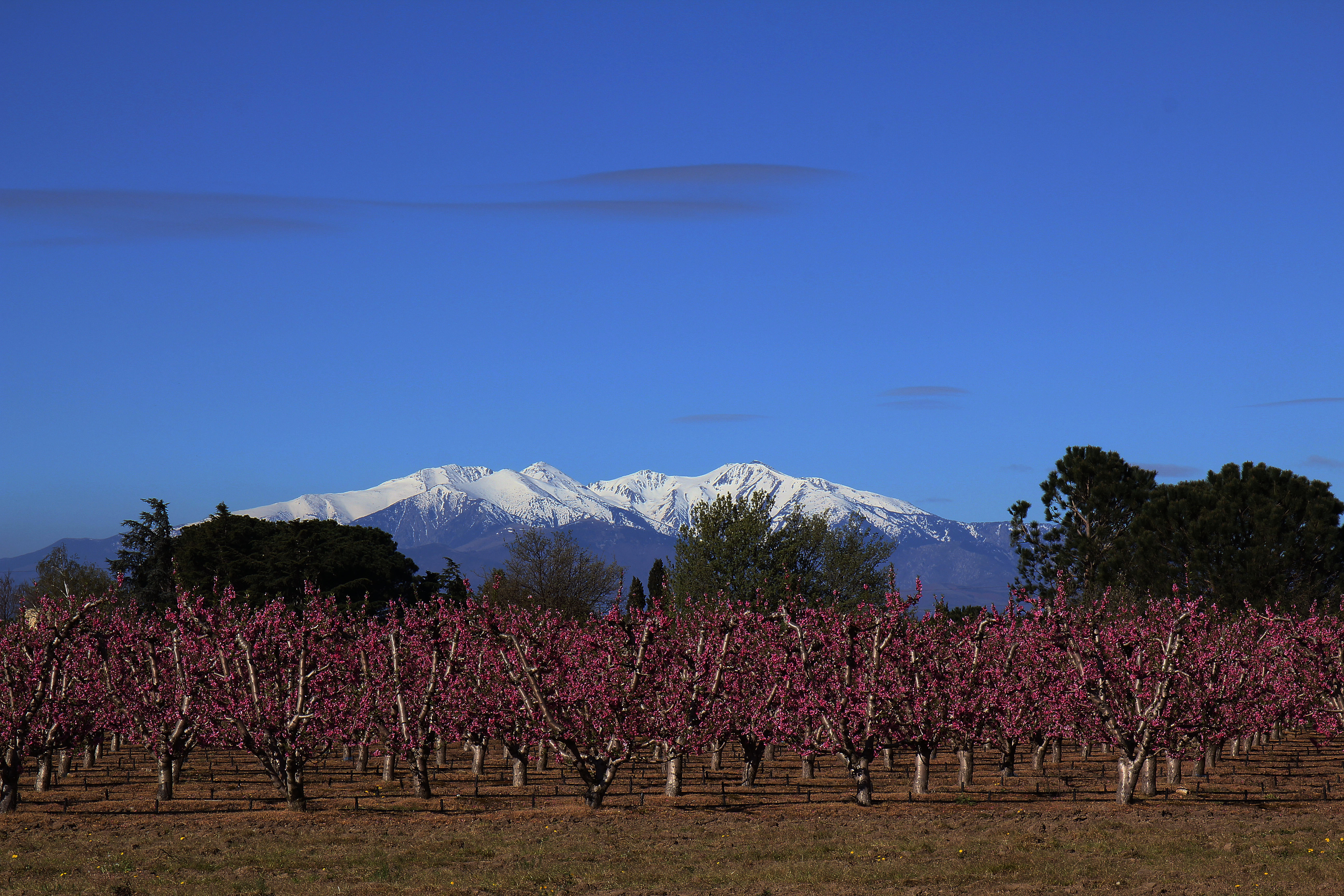 Le canigou Le canigou