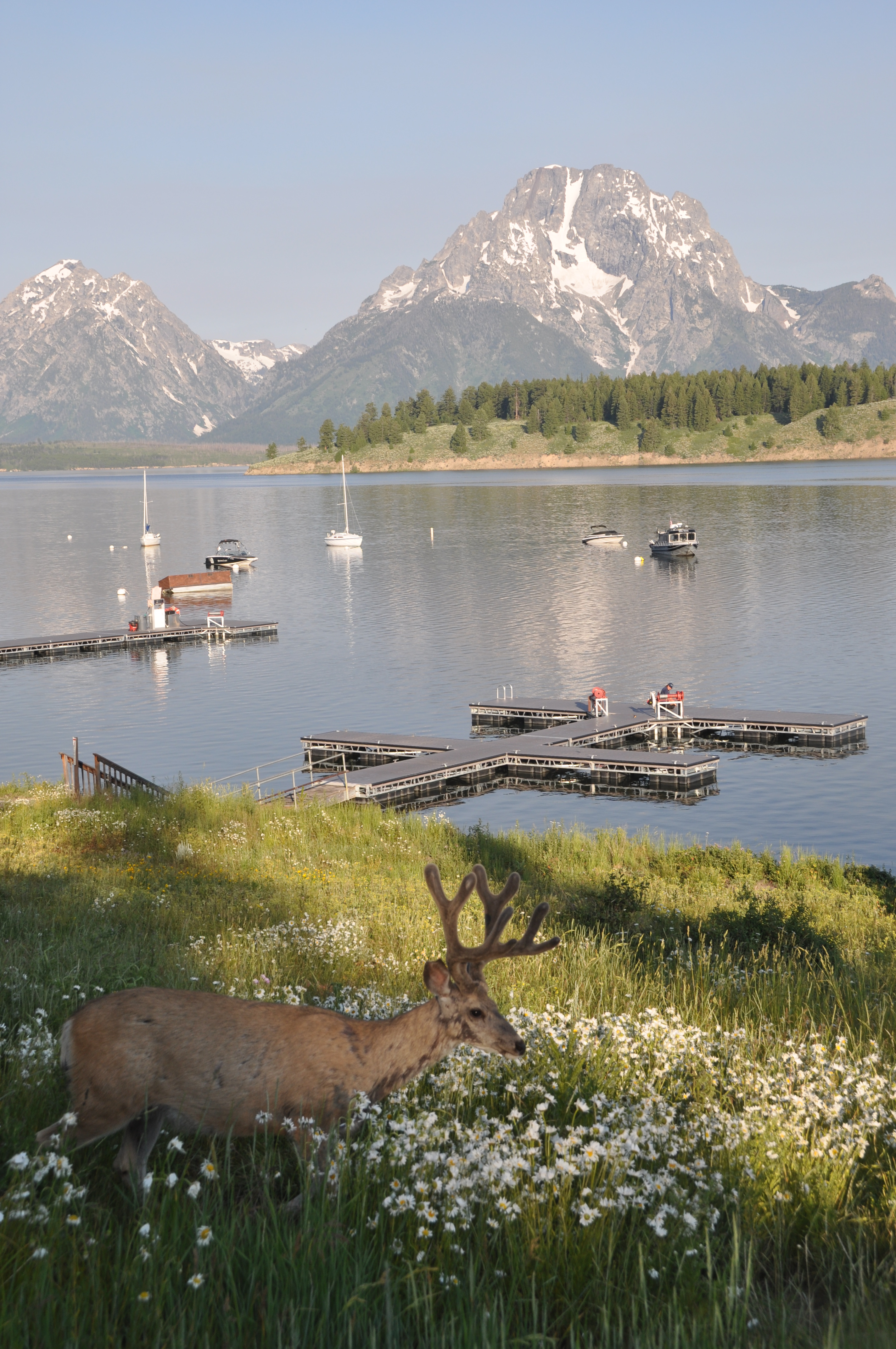 Cerf à Grand Teton Cerf à Grand Teton