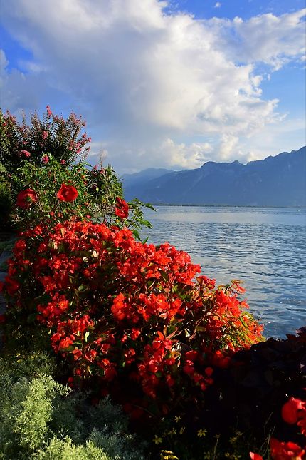 Promenade fleurie à Montreux