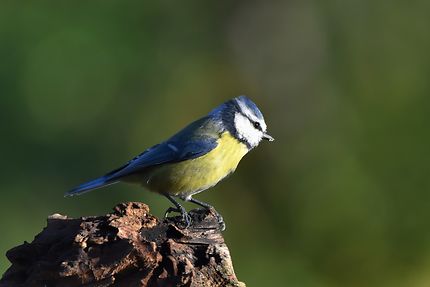 Mésange bleue