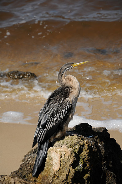 Cormoran Cormoran