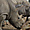 Portrait de Rhinocéros