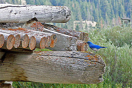 &quot;Blue Bird Mountain&quot;  dans le Grand Teton National Park
