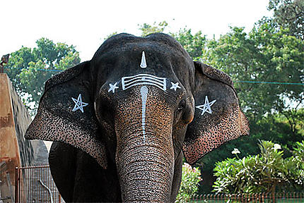 L'éléphant du temple