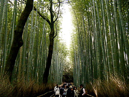 Forêt de bambous, Arashiyama