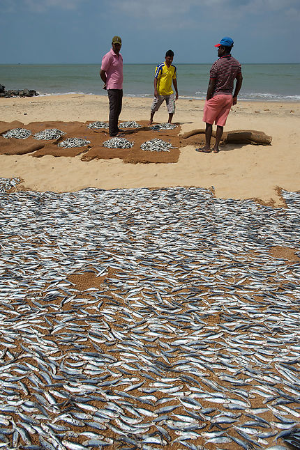 Séchage du poisson à Negombo