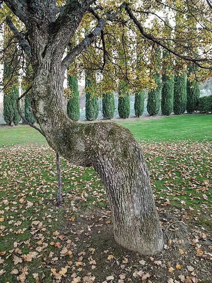 L'arbre