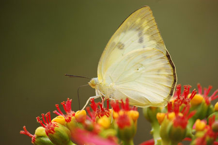 Papillon Papillon
