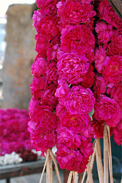 Fleurs du temple