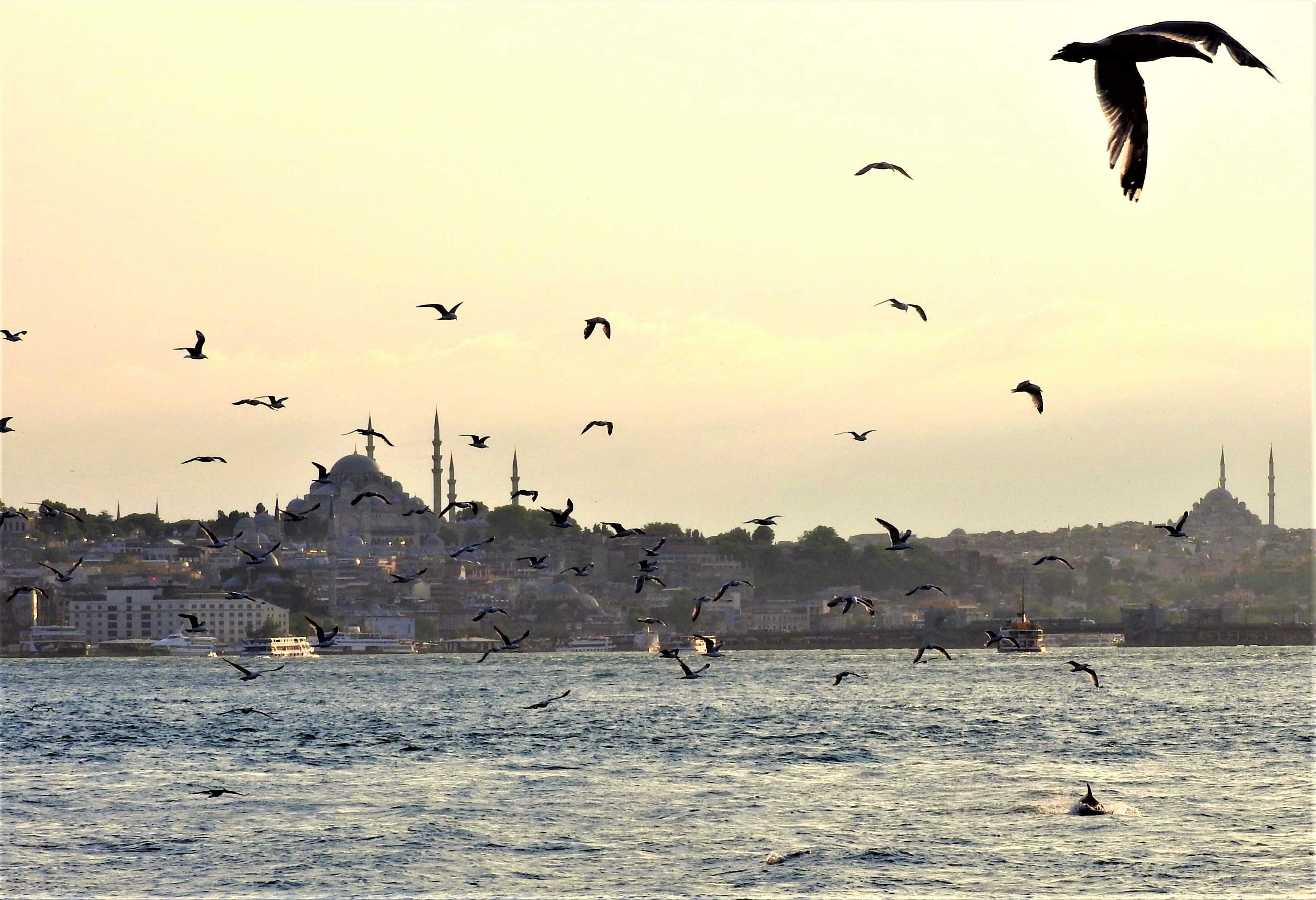 Vol de mouettes sur Istanbul