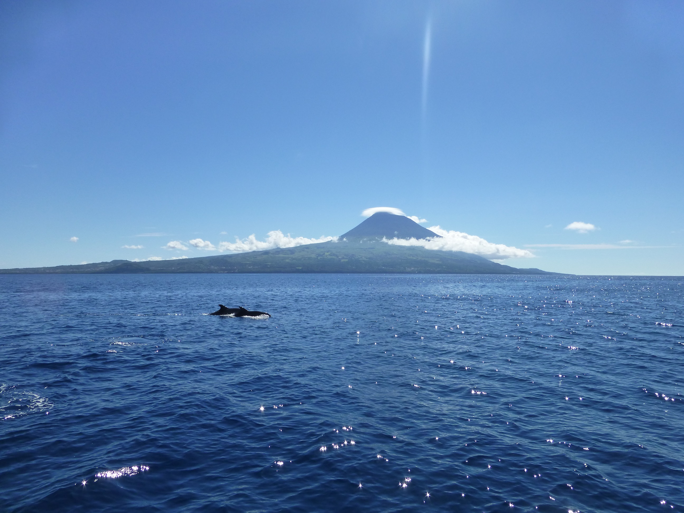 Go Azores ! Go Azores !