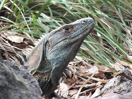 Iguane