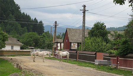 Tazlău chevaux Tazlău chevaux