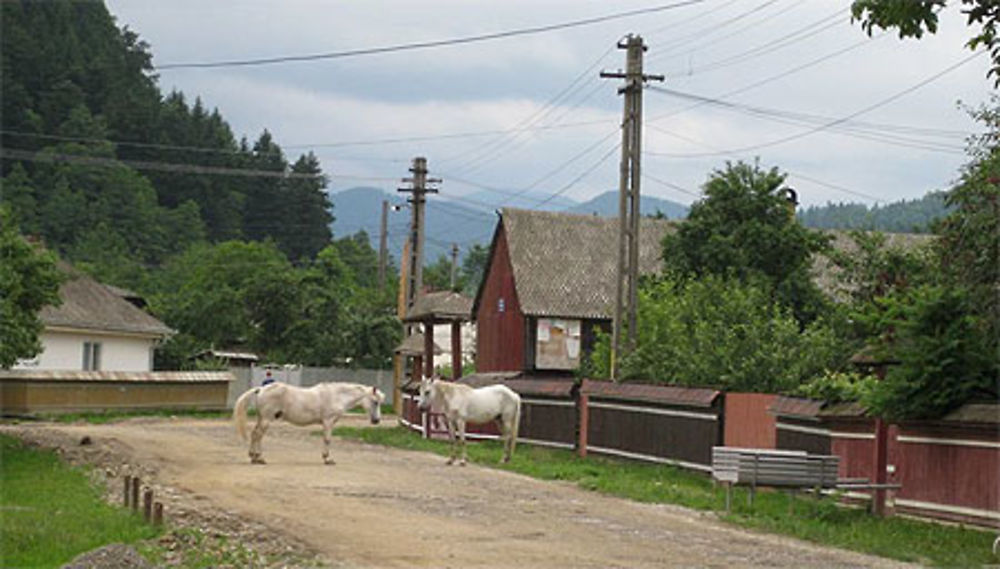 Tazl&#259;u chevaux