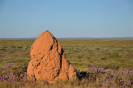Termitière australienne Termitière australienne