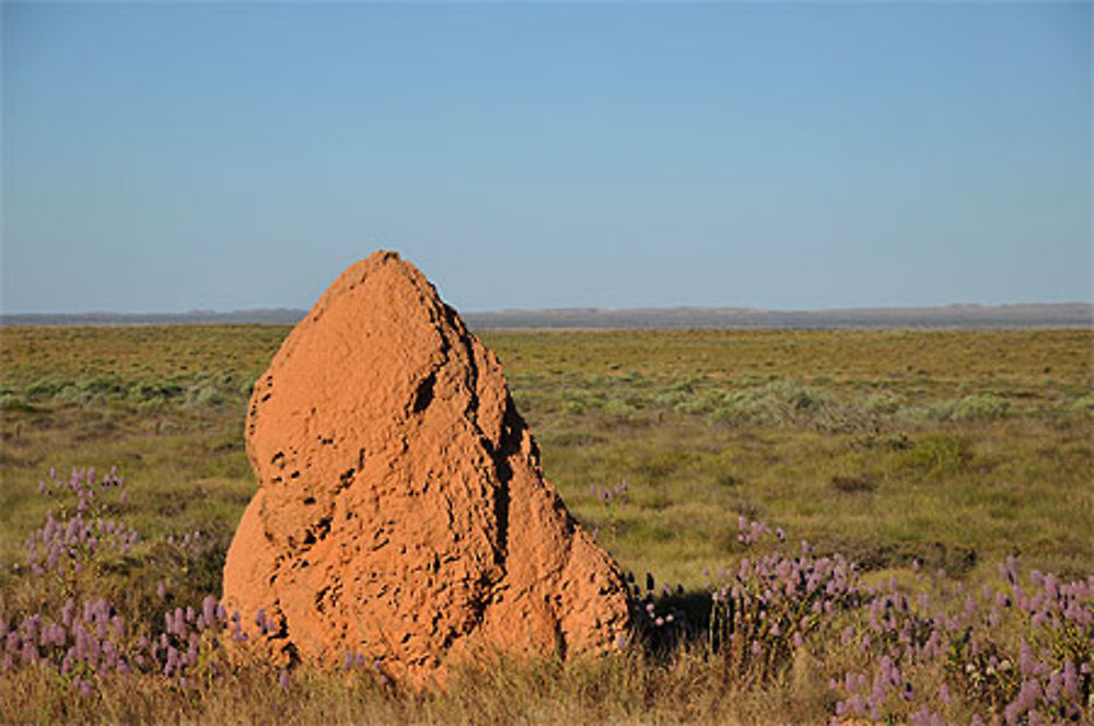 Termitière australienne