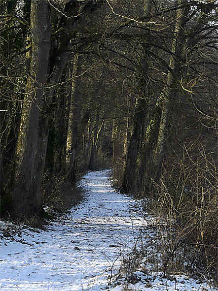 Le petit chemin enneigé