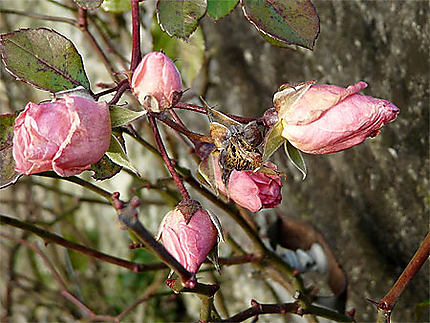 Dernières roses à Chenonceau