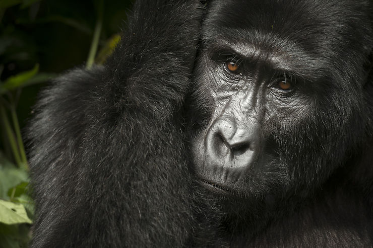 Gorilles - Ouganda