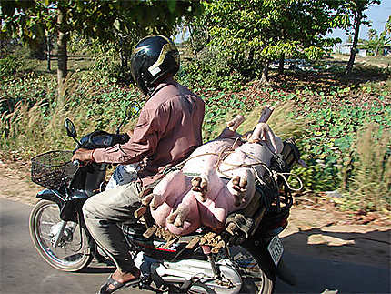 Transport de porcs, route aux environs de Pursat